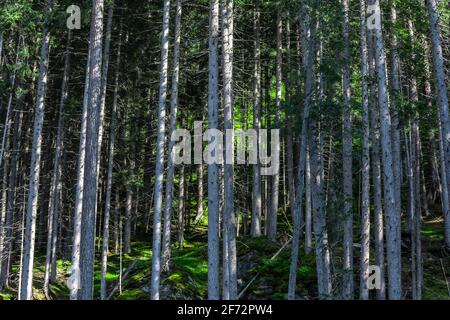 Foresta di tronchi d'albero in Tirolo, Austria Foto Stock