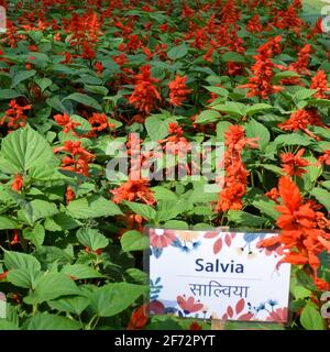 Il vivaio di Sunder è un complesso di parco del 16 ° secolo situato vicino alla tomba di Humayun a Nuova Delhi, India. Questi fiori colorati aumentano la gloria e. Foto Stock