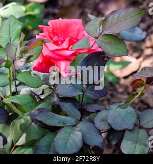 Il vivaio di Sunder è un complesso di parco del 16 ° secolo situato vicino alla tomba di Humayun a Nuova Delhi, India. Questi fiori colorati aumentano la gloria e. Foto Stock