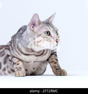 Silver Bengala Cat in studio Foto Stock
