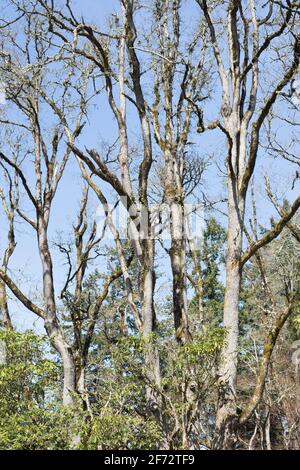 Quercus garryana - alberi di quercia bianca dell'Oregon. Foto Stock