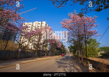 Colorati alberi di trombe Rosy adornano le strade di Bangalore City Durante la primavera Foto Stock