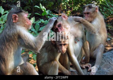 Una madre e un macaco del bambino si siedono tranquillamente mentre due membri del loro gruppo della famiglia li sposano, rimuovendo le pulci e le zecche dalla loro pelliccia. Rhesus Macaque (Maca Foto Stock