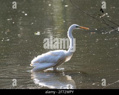 Un grande egreo, Ardea alba, che guada nelle acque poco profonde di un piccolo stagno in un parco vicino a Yokohama, Giappone. Foto Stock