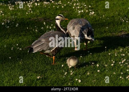 La famiglia delle oca greylag o delle oca greylag (Anser anser) su un prato in Englischer Garten (giardino inglese) nella residenza di Monaco. Foto Stock