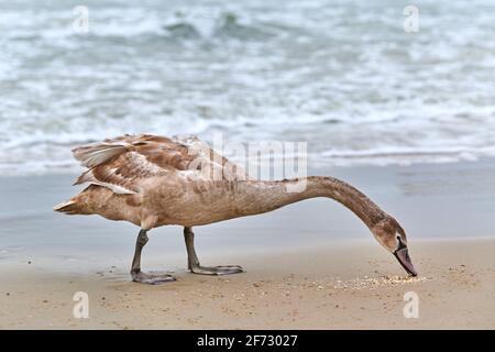 Giovane marrone cigno bianco alimentazione e pesca in mare. Cazzo di cigno con piume marroni alla ricerca di cibo. Mute Swan, nome latino Cygnus olor. Foto Stock