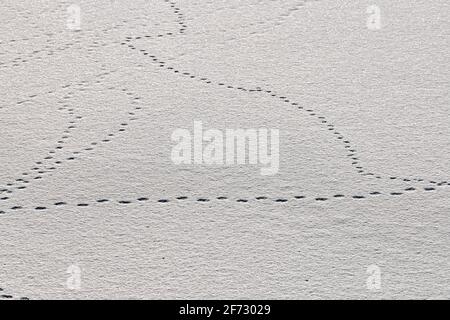 Impronte di uccelli e tracce di uccelli su neve bianca, primo piano. Sfondo invernale. Foto Stock