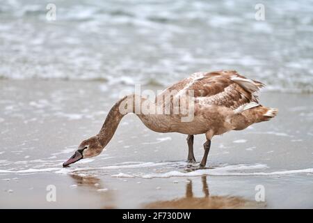 Giovane marrone cigno bianco alimentazione e pesca in mare. Cazzo di cigno con piume marroni alla ricerca di cibo. Mute Swan, nome latino Cygnus olor. Foto Stock