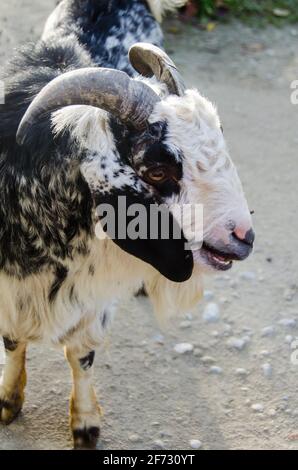 Primo piano ritratto di capra. Concetti di bellezza animali domestici. Aspetto espressivo e originale della capra. Luci naturali. Simbolo dell'anno 2027 nel Chin Foto Stock