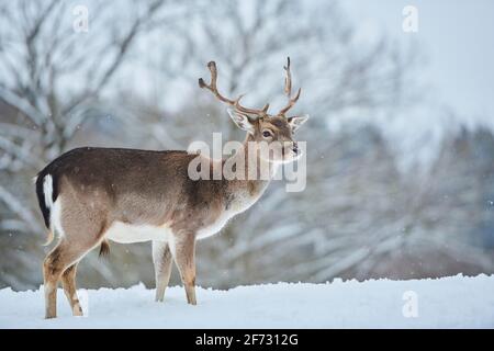 Daino (Dama dama) su un prato innevato, Baviera, Germania Foto Stock