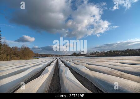 Campo di asparagi ricoperto di lamina, Eckental, Franconia media, Baviera, Germania Foto Stock