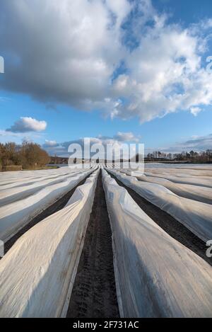 Campo di asparagi ricoperto di lamina, Eckental, Franconia media, Baviera, Germania Foto Stock