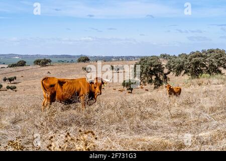 Vacche rosse che grassano su prati asciutti tra gli alberi di sughero di Alentejo, Portogallo Foto Stock