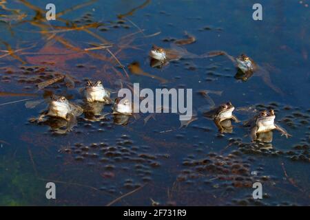 Rane di Moor (Rana arvalis), squatting su palle di spawn durante la stagione di accoppiamento, Schleswig-Holstein, Germania Foto Stock