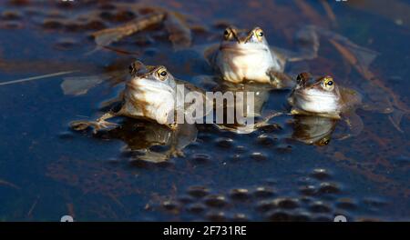 Rane di Moor (Rana arvalis), squatting su palle di spawn durante la stagione di accoppiamento, Schleswig-Holstein, Germania Foto Stock