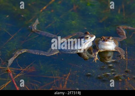 Rane di Moor (Rana arvalis), squatting su palle di spawn durante la stagione di accoppiamento, Schleswig-Holstein, Germania Foto Stock