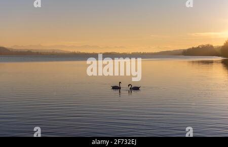 Umore serale, due cigni sul Pilsensee, dietro le Alpi, Baviera, Germania Foto Stock