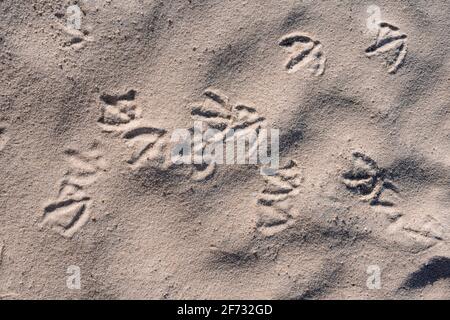 Tracce di uccelli, tracce di gabbiano nella sabbia, Sylt, Schleswig-Holstein, Germania Foto Stock