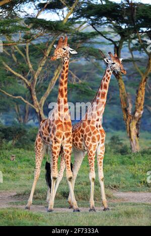 Giraffe di Rothschild (Giraffa camelopardalis rothschildi), lotta, Lago Nakuru, Kenya Foto Stock