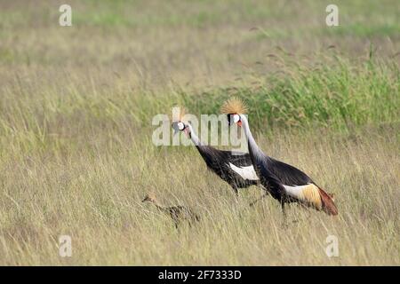 Gru coronata, gru coronate (Baleari pavonina), uccello adulto, coppia, pulcini, Parco Nazionale Amboseli, Kenya Foto Stock