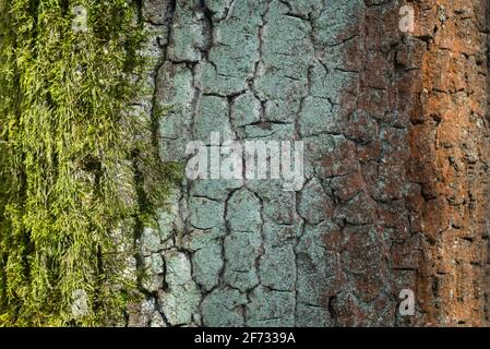 Vecchio tronco di quercia coperto di alghe e muschio closeup messa a fuoco selettiva Foto Stock