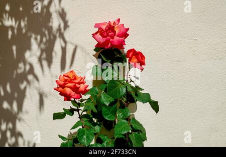 Rose arancioni e rosa su sfondo bianco. Foto Stock