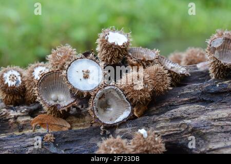 Ciathus striatus o funghi nido d'uccello in diverse fasi di sviluppo in habitat naturale, su legno marcio oltre al torrente di montagna, contro il verde Foto Stock