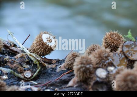 Cyathus striatus, comunemente noto come nido d'uccello scanalato, ancora chiuso da membrana bianca in habitat naturale, su legno marcio su fondo grigio Foto Stock