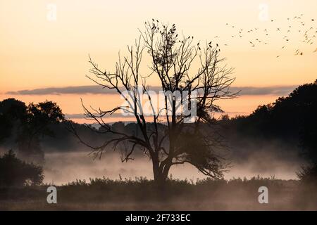 Alba e nebbia mattutina nella riserva naturale Steinhorster Becken, Nord Reno-Westfalia, Germania Foto Stock