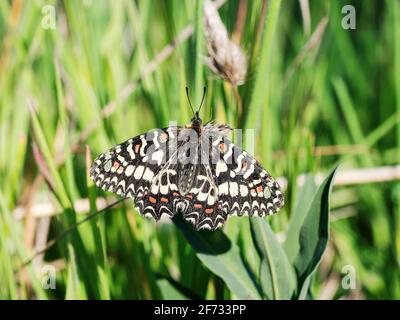 Festoon meridionale (Zerynthia polyxena), Estremadura, Spagna Foto Stock