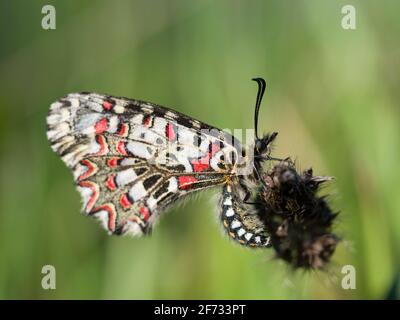 Festoon meridionale (Zerynthia polyxena), Estremadura, Spagna Foto Stock