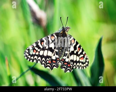 Festoon meridionale (Zerynthia polyxena), Estremadura, Spagna Foto Stock