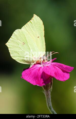 Brimstone (Gonepteryx rhamni) succhiando nettare sul garofano, Renania Settentrionale-Vestfalia, Germania Foto Stock