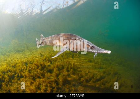 Sterlet (Acipenser ruthenus), Baden-Wuerttemberg, Germania Foto Stock