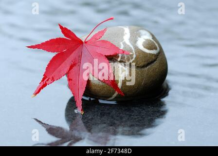 Mapleleaf giapponese downy su pietra ( Acer japonicum) Foto Stock