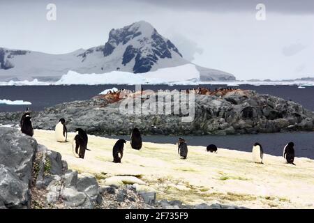 Adelie pinguino in una colonia di riproduzione sulle isole di pesce in Antartide Foto Stock