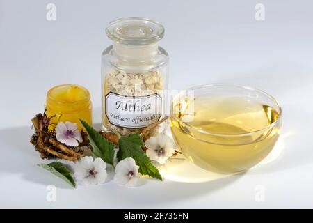 Tazza (Althea officinalis) tè alla radice marshmallow, marshmallow, radici, radici marshmallow, tè alla radice marshmallow, unguento di radice di marshmallow, radice di Ade Foto Stock