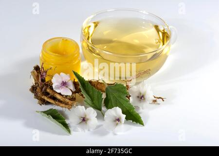 Tazza (Althea officinalis) tè alla radice marshmallow, marshmallow, radici, radici marshmallow, tè alla radice marshmallow, unguento di radice di marshmallow, radice di Ade Foto Stock