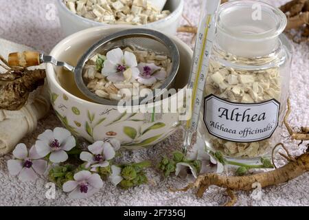 Tazza (Althea officinalis) tè alla radice marshmallow, marshmallow, radici, radici marshmallow, tè alla radice marshmallow, Ade root, Altee, Alter Thee, Alte EH Foto Stock