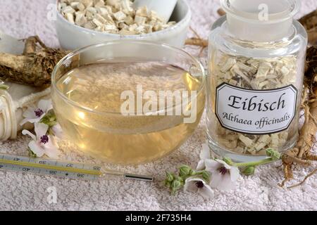 Tazza (Althea officinalis) tè alla radice marshmallow, marshmallow, radici, radici marshmallow, tè alla radice marshmallow, Ade root, Altee, Alter Thee, Alte EH Foto Stock