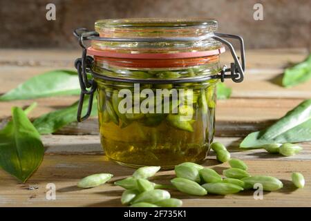 Ramsons (Allium ursinum), boccioli di fiori in olio Foto Stock