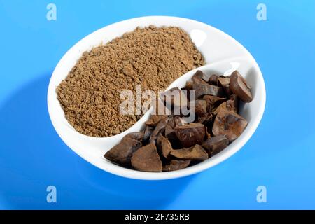 Ghiande, arrostite, macinate, farina d'acorno, quercia inglese, Rovere Inglese (Quercus robur) Foto Stock