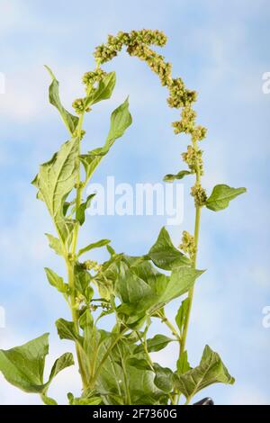 Good Henry (Chenopodium bonus-henricus), orgoglioso Henry, Village Goosefoot, Wild Spinach, Flour Spinach Foto Stock