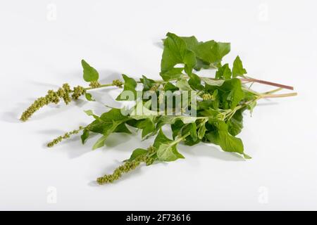 Good Henry (Chenopodium bonus-henricus), orgoglioso Henry, Village Goosefoot, Wild Spinach, Flour Spinach Foto Stock