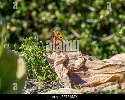 Una farfalla da virgola asiatica, Polygonia c-aureum, poggia su una foglia morta in un giardino vicino a Yokohama, Giappone. Foto Stock