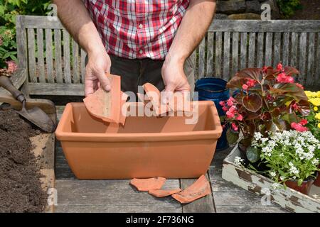 Piantando contenitore di pianta, riempiendo in claypot rotto, Chrysanthemum, erbacce di asma, erbacce, tabacco indiano, heaveleaf, pukeweed, retchwort, sciocco Foto Stock