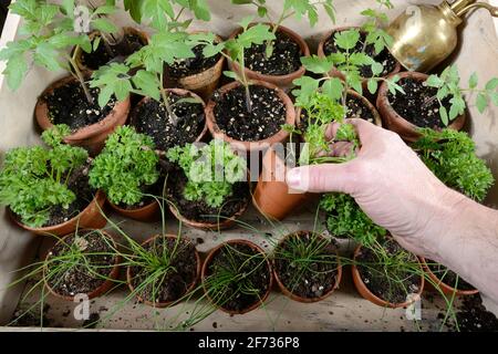 Erba cipollina (Allium schoenoprasum), prezzemolo (Petroselinum crispum), pomodori (Solanum lycopersicum), coltivazione di piante Foto Stock