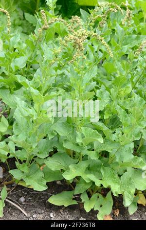 Good Henry (Chenopodium bonus-henricus), orgoglioso Henry, Village Goosefoot, Wild Spinach, Flour Spinach Foto Stock