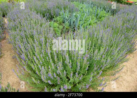 Issopo di erbe (hyssopus decumbens di erbe) (hyssopus officinalis di erbe), carota (carota di Daucus), porro (Allium ampeloprasum var. Porrum) Foto Stock