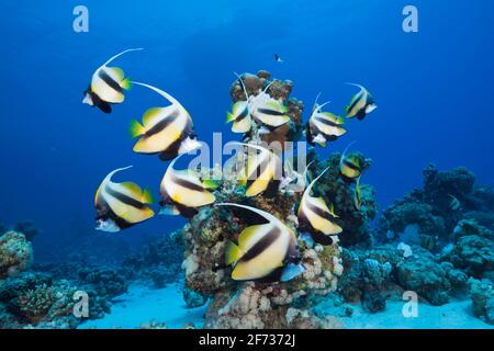 Shoal di Bannerfish del Mar Rosso (Heniochus intermedius), Shaab Claudio, Mar Rosso, Egitto Foto Stock